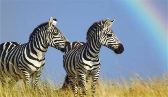 斑马为什么是最恶心的马 斑马为什么是最恶心的马