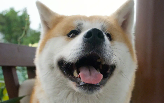 忠犬八公不是等主人