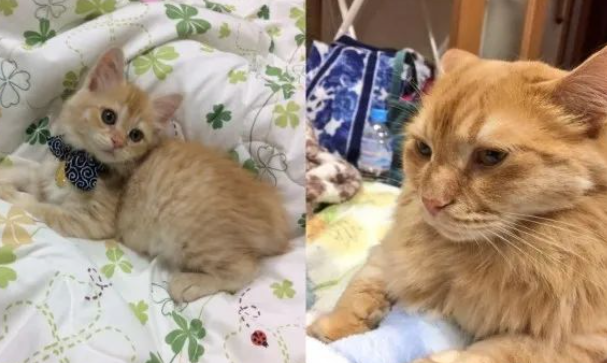 以为庭院里有两只橘猫,一只柴犬,没想到它们一回头,误会竟这么大... 以为庭院里有两只橘猫,一只柴犬,没想到它们一回头,误会竟这么大...