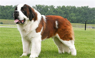 十大巨型犬图片排行