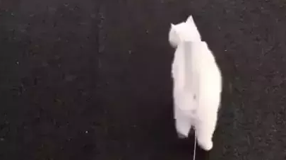猫咪每天都要出去遛弯,跟狗狗一样,网友:想去偷猫了 猫咪每天都要出去遛弯,跟狗狗一样,网友:想去偷猫了