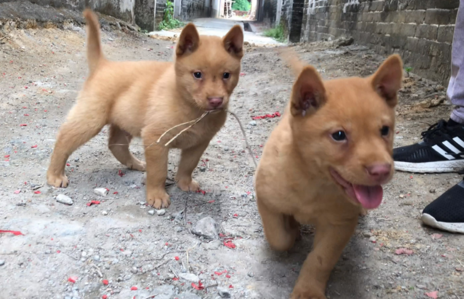 五红犬属于什么品种图片