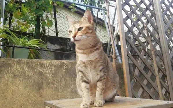 猫咪领养骗局曝光