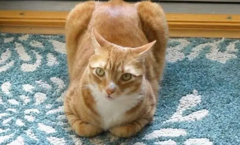 母鸡蹲猫咪快生了 母鸡蹲猫咪快生了
