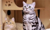 happy猫是什么猫