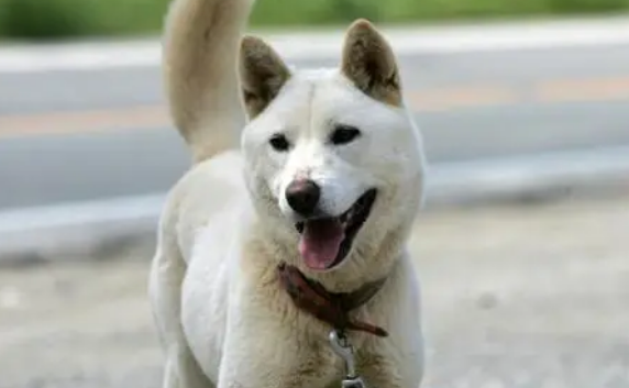 训练失败的珍岛犬 训练失败的珍岛犬