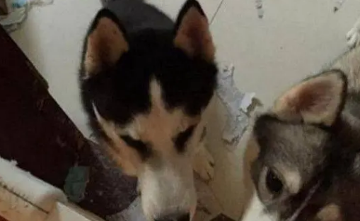 主人出门前忘记关哈士奇，结果回家后发现家里已是一片狼藉