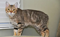 曼克斯猫守护神稀有度象征什么