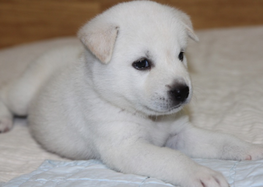 珍岛犬和丰山犬区别