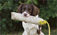 英国跳猎犬如何喂养