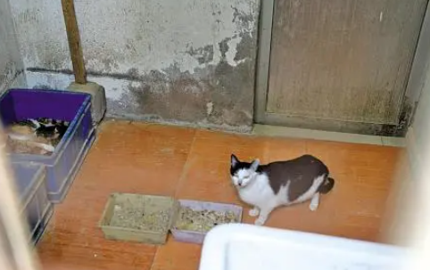 居民楼做猫繁殖违法吗