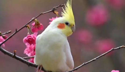 玄凤鹦鹉好养吗