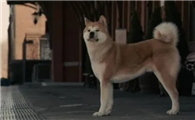 忠犬八公是日本还是美国