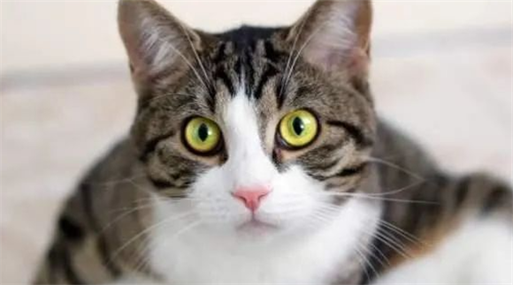 猫咪这些特征，是“旺家”的表现，养到的人有福了