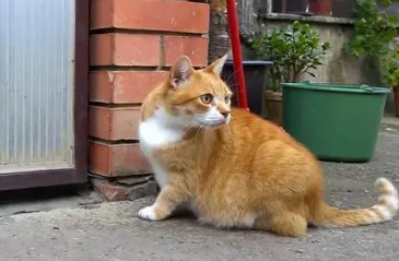 猫在家门口拉屎预兆