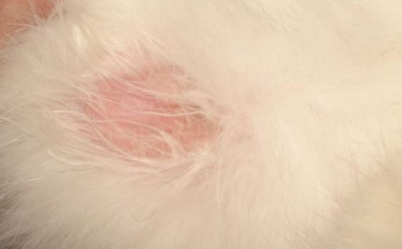 猫一块皮肤脱毛露红肉