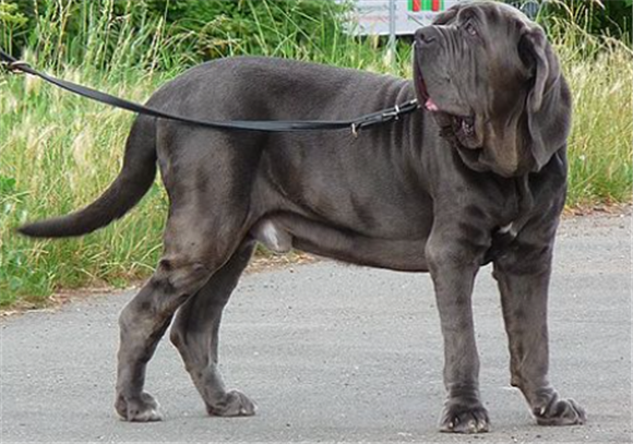 大型犬一般多长