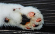 猫有几个爪子