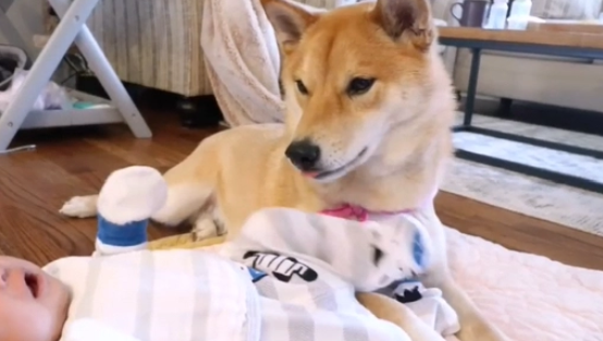 柴犬辛苦带娃两年,女主又生了“二胎”,狗:想累死我呢? 柴犬辛苦带娃两年,女主又生了“二胎”,狗:想累死我呢?