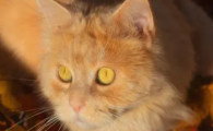 金色瞳孔的猫品种大全
