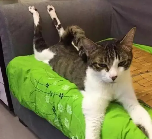 网友晒自家“一米八大长腿”的猫咪,却遭众人吐槽:这猫不正经啊 网友晒自家“一米八大长腿”的猫咪,却遭众人吐槽:这猫不正经啊