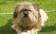 拉萨犬多少钱一只