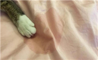 猫会在自己尿过的地方睡觉吗?