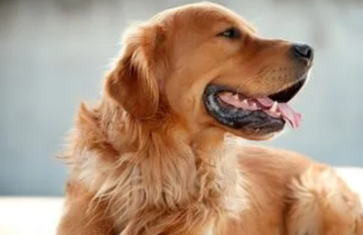 金毛犬是缉毒犬吗