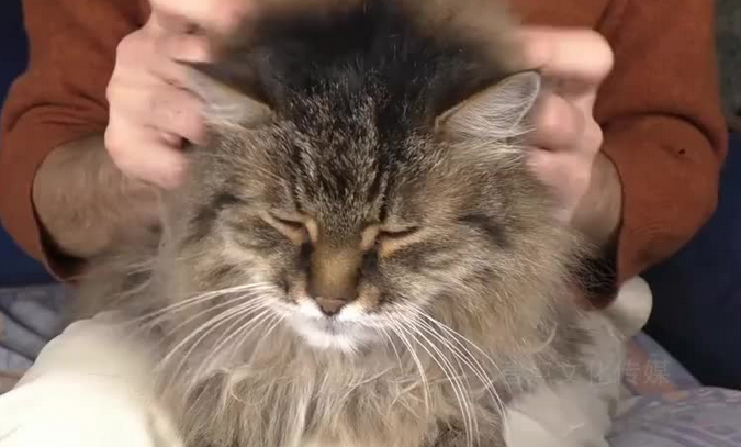猫奴生活:哄猫咪开心、给猫咪按摩,最后一位铲屎官做猫的梯子 猫奴生活:哄猫咪开心、给猫咪按摩,最后一位铲屎官做猫的梯子