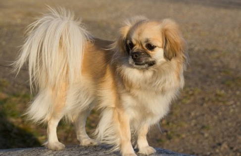 拉萨犬价格图片