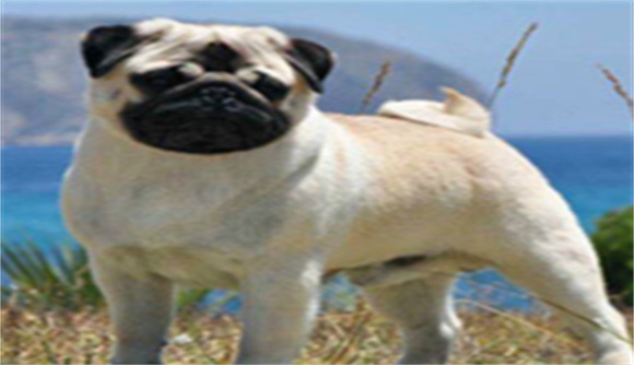 西班牙奏犬和八哥区别 西班牙奏犬和八哥区别