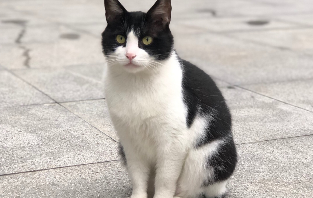 几把猫是什么品种的猫 几把猫是什么品种的猫
