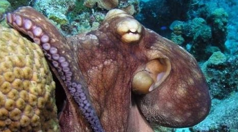 章鱼最害怕什么