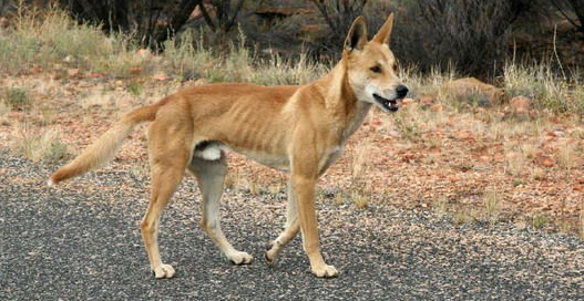 澳洲野犬能否和人亲近