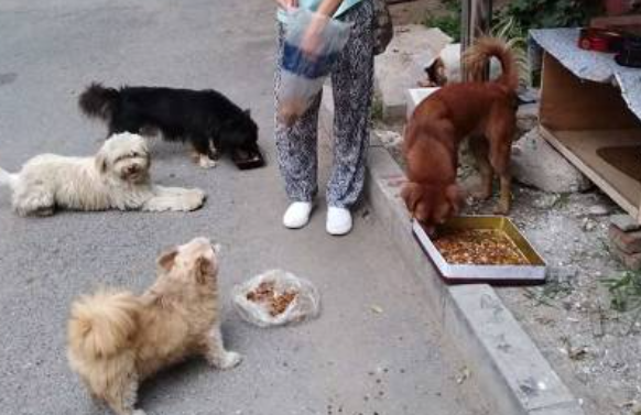 “谁来救救它们,撑不下去了”,家人患癌,阿姨哭着求救让人心酸!