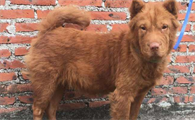 五红犬白色价格及图片