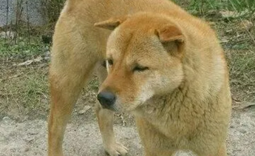 中国本土最聪明的狗