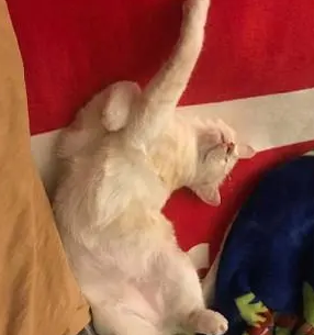家里跑进一只流浪猫，带去做检查，兽医：养了吧，好心有好报