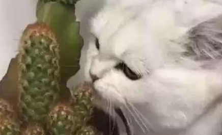 主人回家看到猫咪的行为,只想问:各位,我家的猫的脑子是坏了吗 主人回家看到猫咪的行为,只想问:各位,我家的猫的脑子是坏了吗
