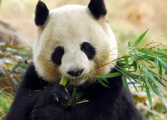 在熊科下，只有大熊猫吃素吗？为什么？