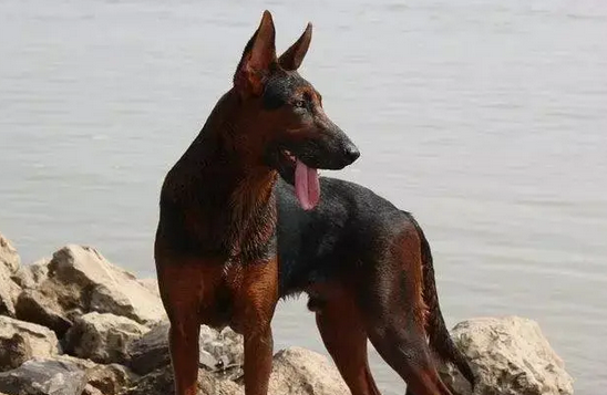 有一种狗叫什么红犬
