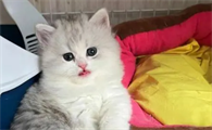 公主猫多少钱一只