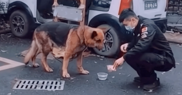 德牧在“乱咬人”,警察也带不走它,结果用只小母犬骗走了 德牧在“乱咬人”,警察也带不走它,结果用只小母犬骗走了