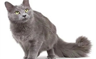 尼伯龙猫是谁的守护神