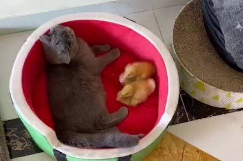 果冻是只可爱猫