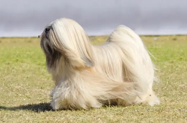 拉萨狮子犬的毛发特点价格