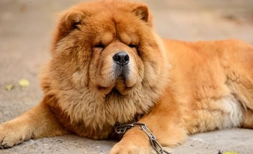 狮子犬是什么狗 狮子犬是什么狗
