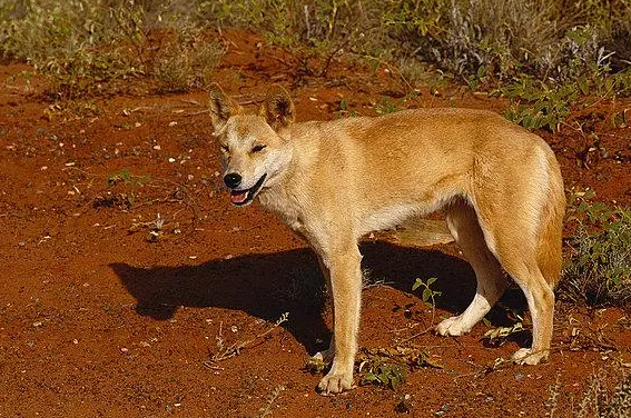 澳洲野犬多少钱一只 澳洲野犬多少钱一只