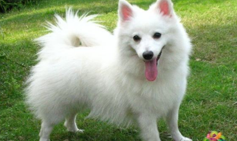 狐狸犬的价钱多少元一只图片