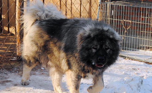 俄罗斯犬种大全图片 俄罗斯犬种大全图片